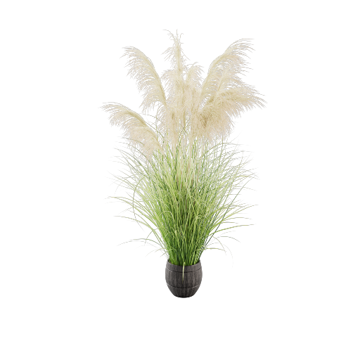 Potted Pampas Grass 1