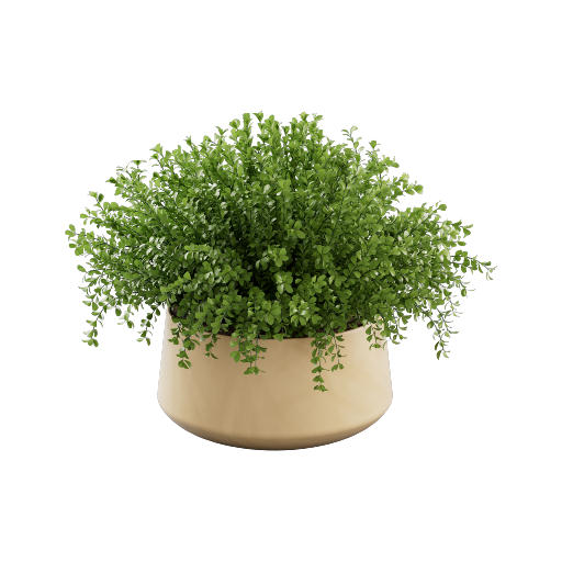 Potted Buxus Microphylla 1