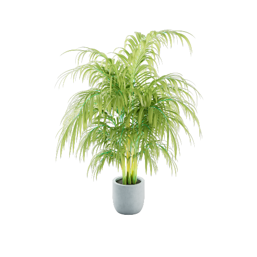 Potted Areka