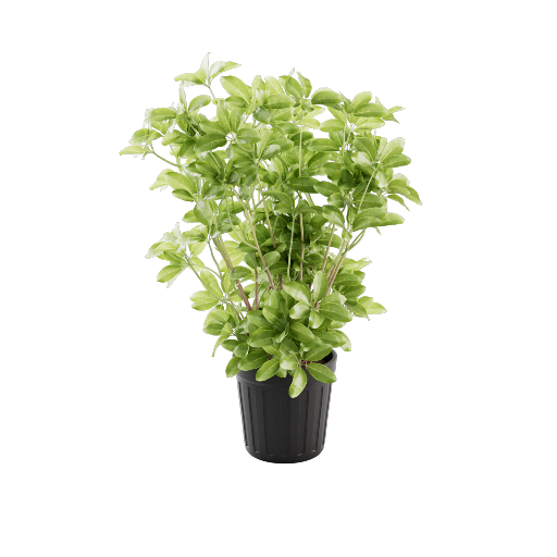 Potted Schefflera Plant 2