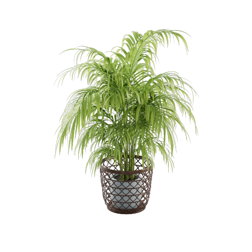 Potted Areca Palm 1
