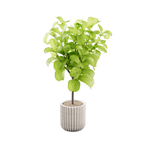 Potted Ficus Plant