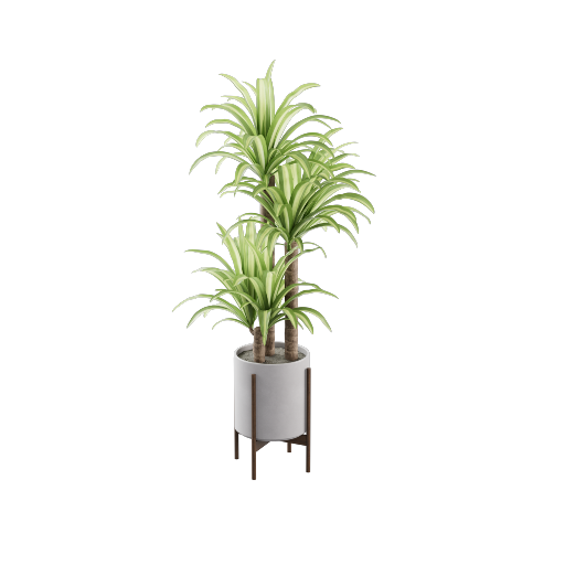 Potted Dracaena