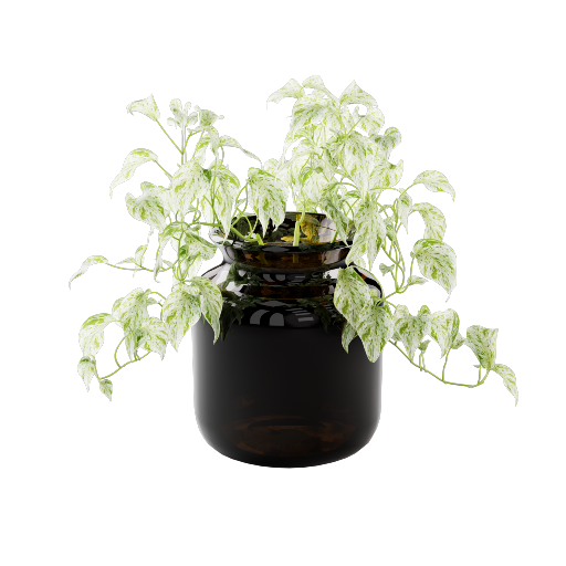 Potted Ivy 2