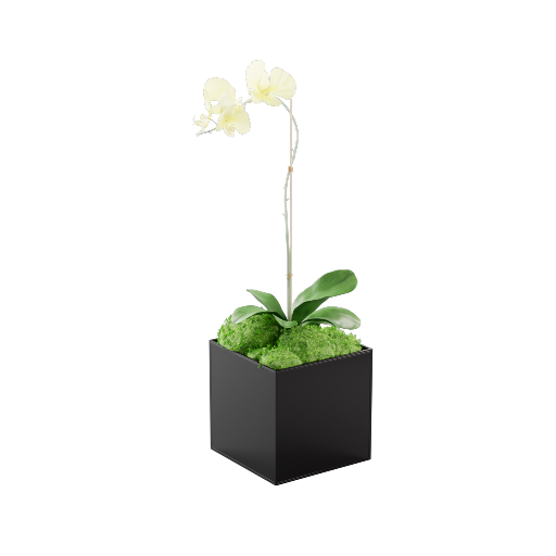 Potted Orchid 1