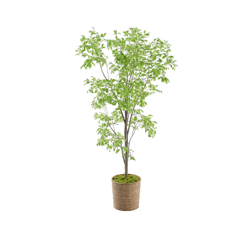 Potted Ficus Benjamina 1
