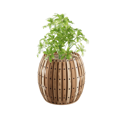 Potted Dwarf Schefflera