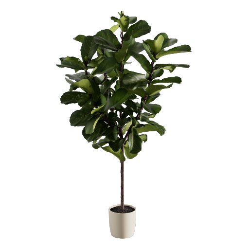Fiddle Leaf Fig 165cm