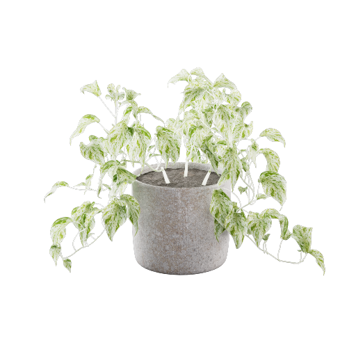 Potted Philodendron 1