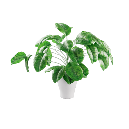 Potted Philodendron 2