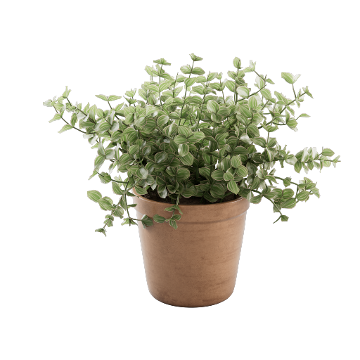 Potted Callisia Repens