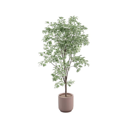 Potted Ficus Benjamina 5