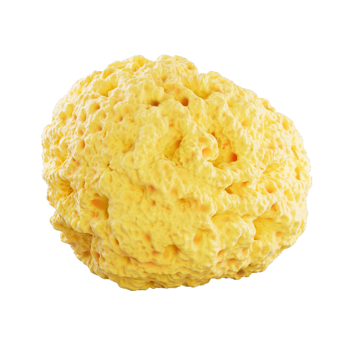 Sponge 1