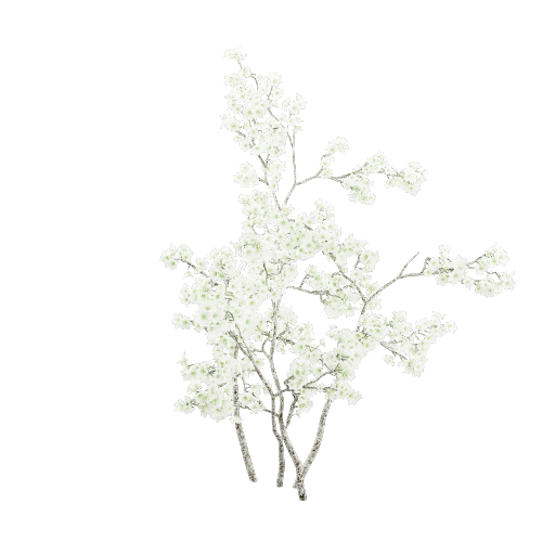 Cerry Blossom Branch