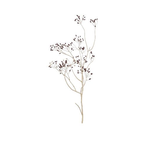 Dried Eucalyptus Branch