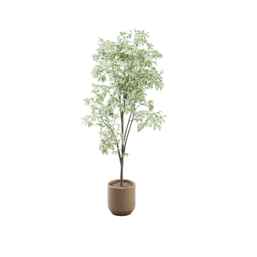 Potted Ficus Benjamina 3