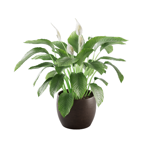 Potted Spathiphyllum 1