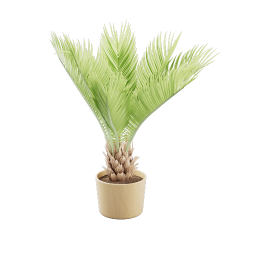 Potted Cycas Revoluta 1