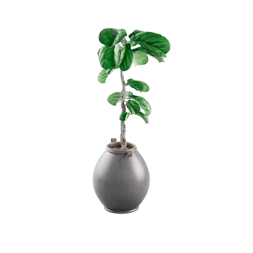 Potted Fiddle Leaf Fig