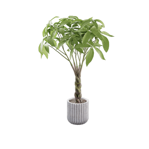 Potted Pachira Aquatica 1