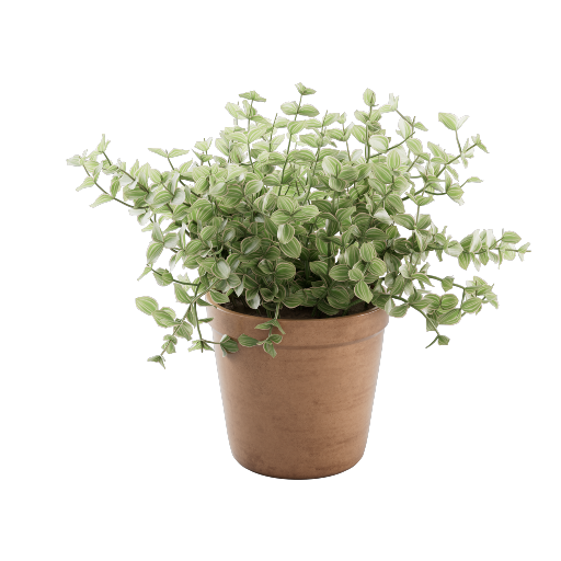 Potted Callisia