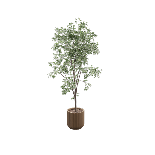 Potted Ficus Benjamina 4