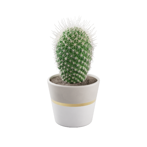 Parodia Cactus 1
