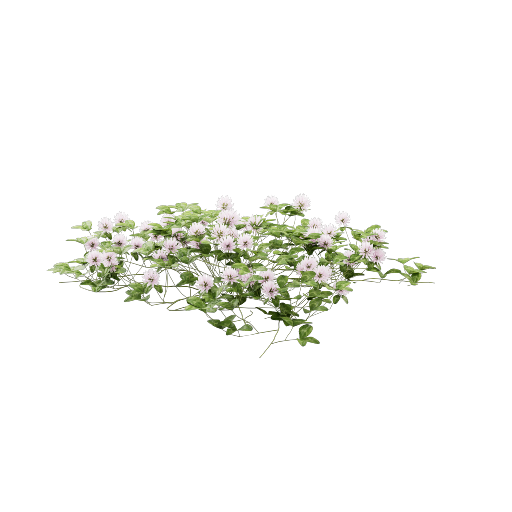 Clover 1 Variant 2