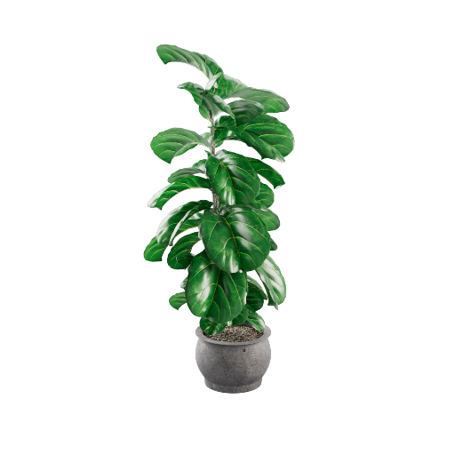 Potted Fiddle Leaf Fig 2