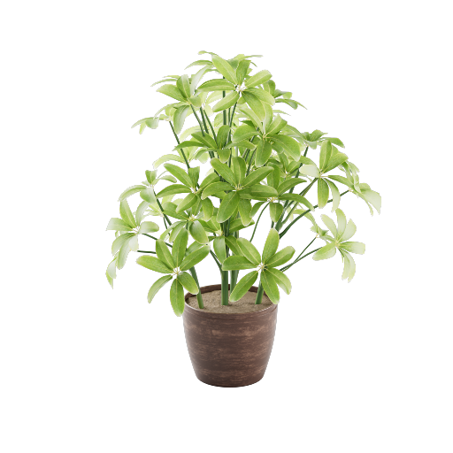 Potted Schefflera Plant 1