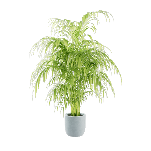 Potted Palm 3