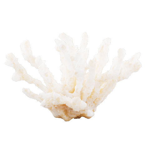 Decor Coral