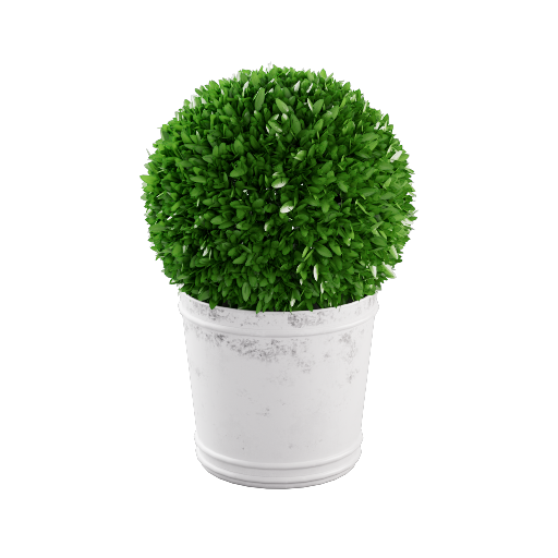 Potted Boxwood Plant