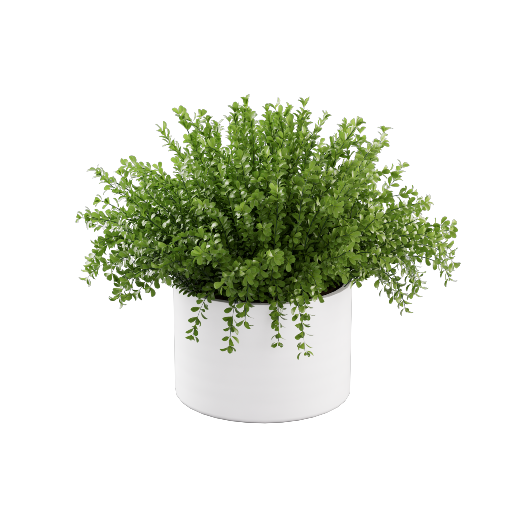 Potted Buxus Microphylla 2