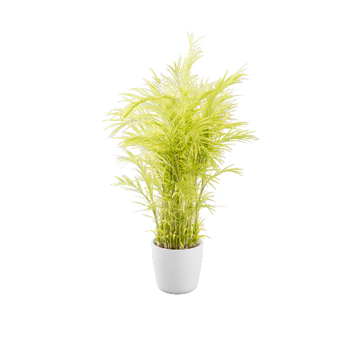 Potted Palm 4