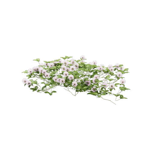 Clover 1 Variant 1