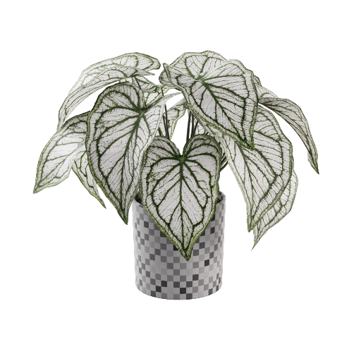 Potted Caladium Plant 1