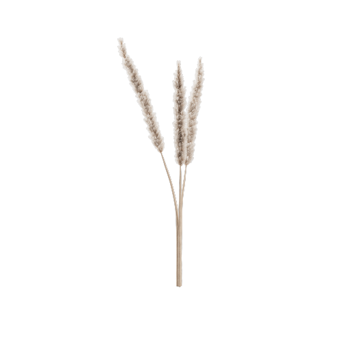 Pampas Cluster 1