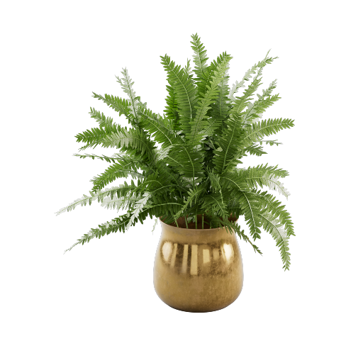 Potted Fern