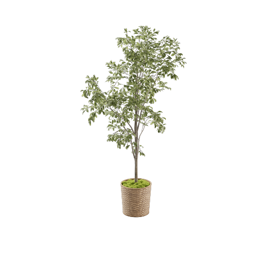 Potted Ficus Benjamina 2