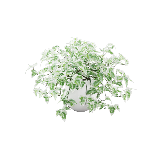 Potted Ivy