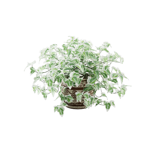 Potted Common Ivy