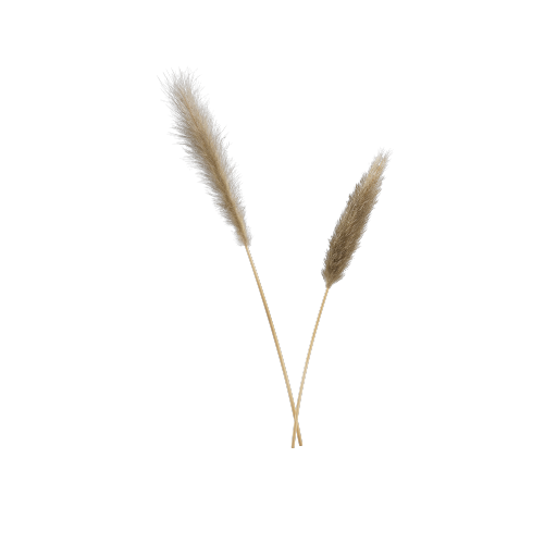 Tall Pampas 1
