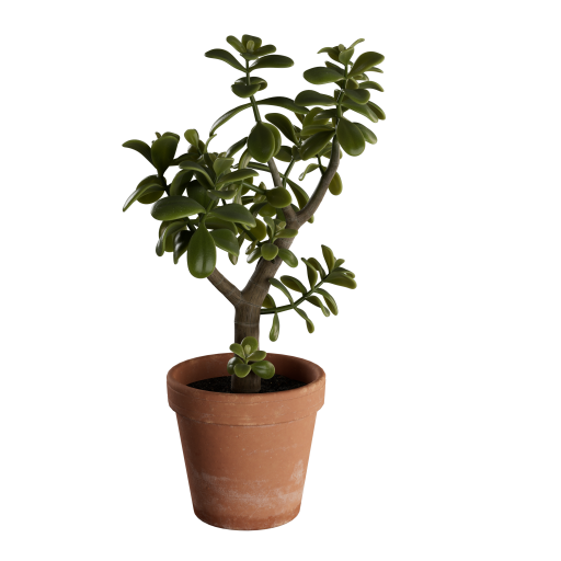 Jade Plant 01