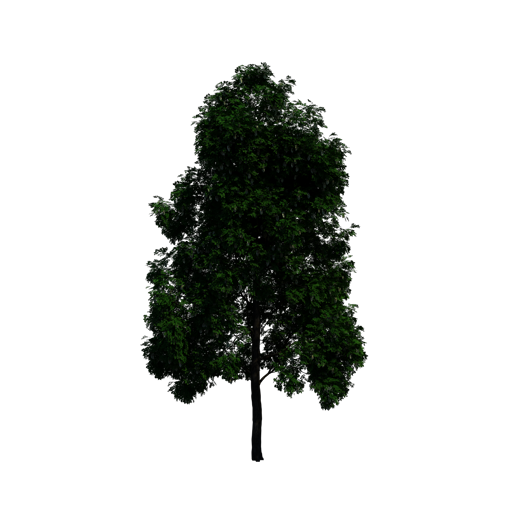 Black Locust