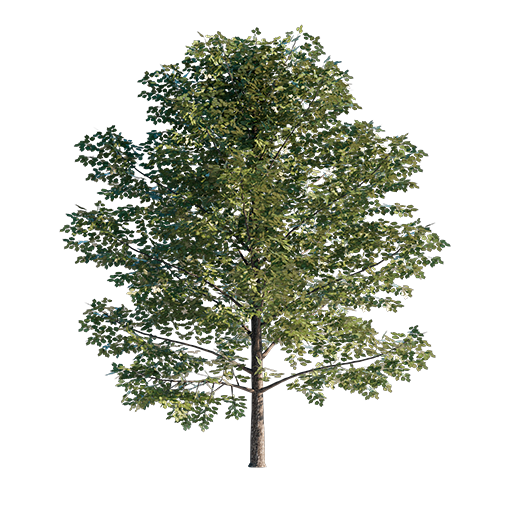 Sweet Birch - Betula Lenta 01