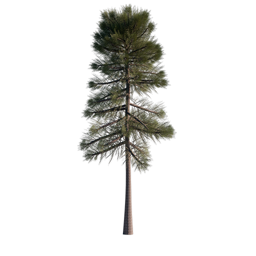 Generic Pine Tree