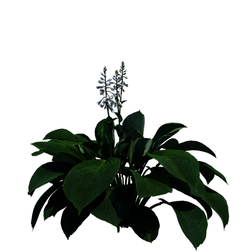 Hosta 'Elegans'