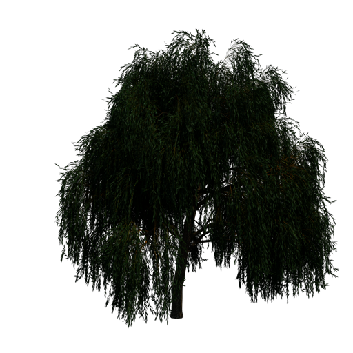 Golden Weeping Willow