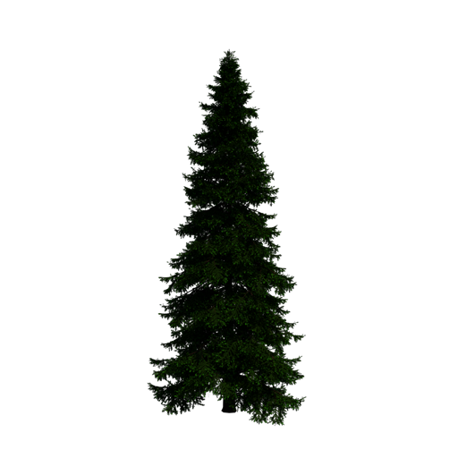 Caucasian Fir